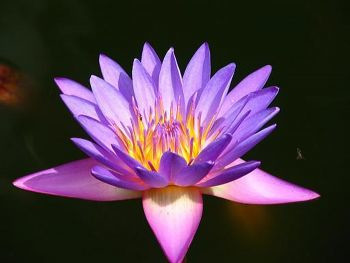 Img Flower 1 92D57296
